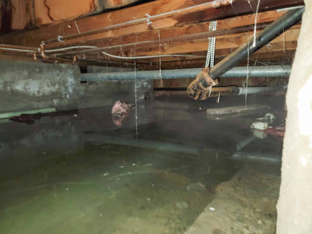 Best Water damage cleanup near me  in Forks, WA